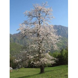 Albero ciliegio