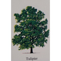 Albero di Tulipier