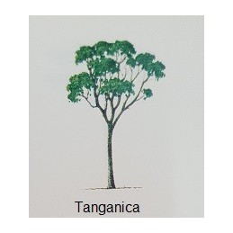 Albero di Tanganica