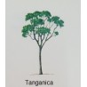 Albero di Tanganica