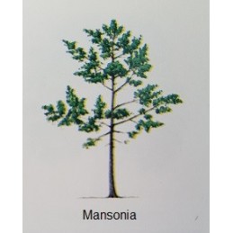 Albero di Mansonia
