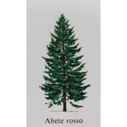 Albero di abete 