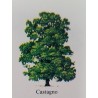 Albero di Castagno