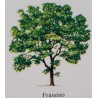 Albero di Frassino