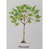 Albero di Okoumè