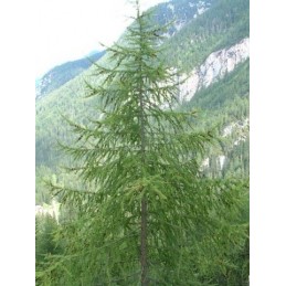 Albero Larice