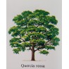 Albero di Rovere