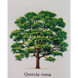 Albero di Rovere