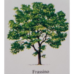 Albero di Frassino