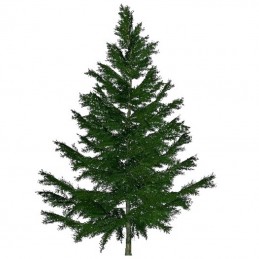 Albero di abete rosso