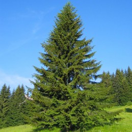 Albero di abete
